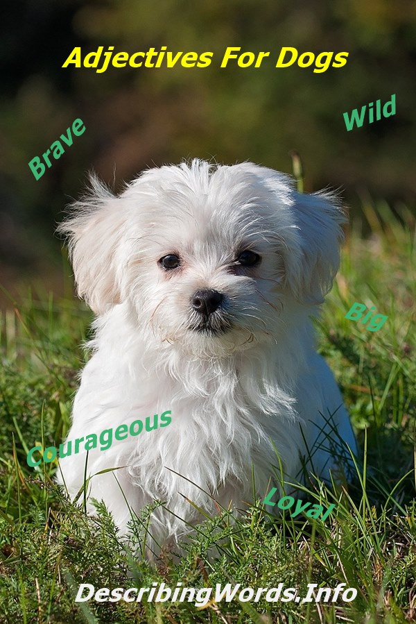 A white small puppy with a black nose in a grassy field for dog describing words